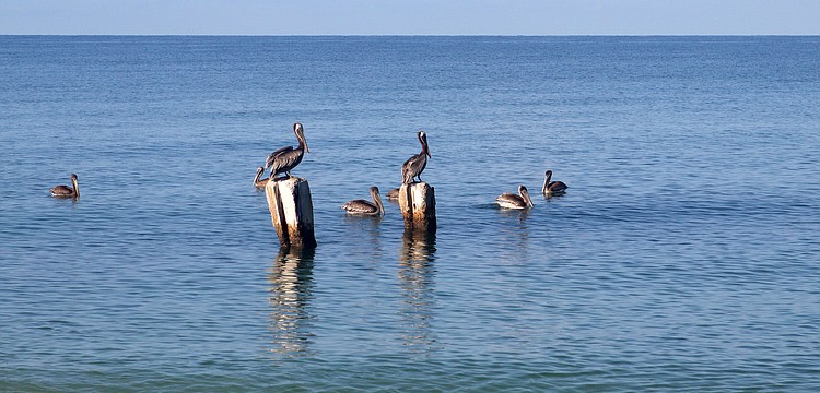 Two pelicans perch above the rest in the ocean this morning on Casey Key.