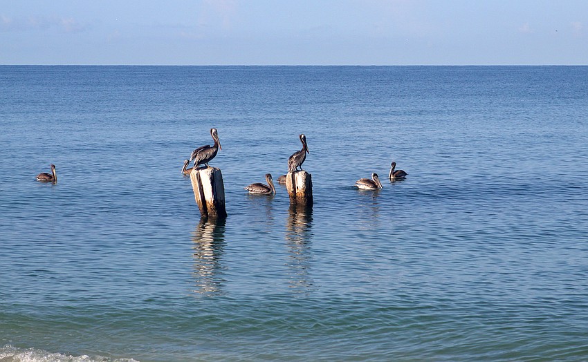 Two pelicans perch above the rest in the ocean this morning on Casey Key.