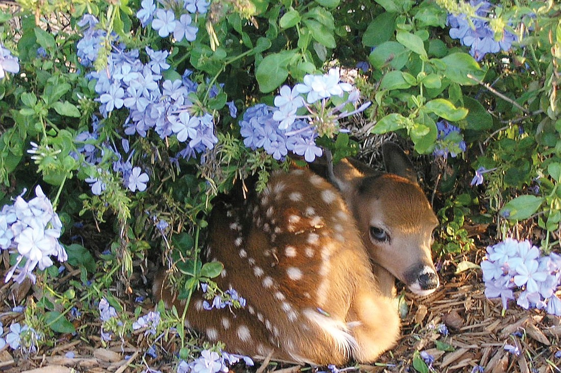 Submit your wildlife photos to Managing Editor Michael Eng, meng@yourobserver.com.