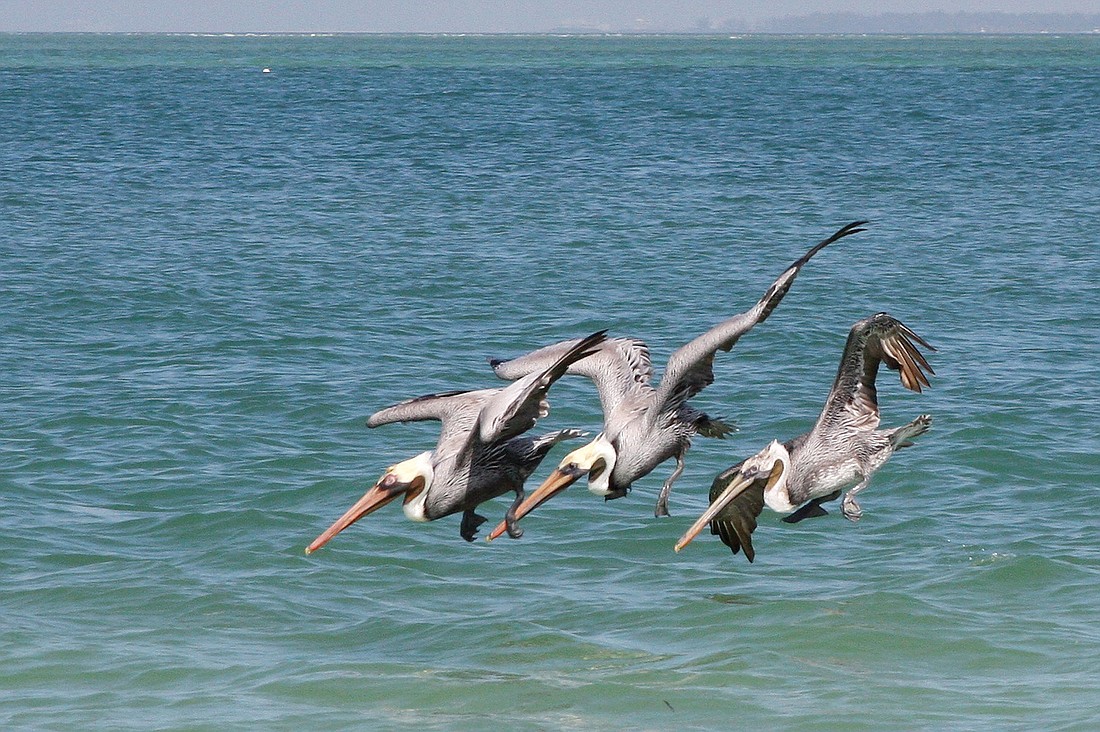 Fran Palmeri took this photo of a trio of pelicans looking for tasty treats in the Gulf of Mexico.