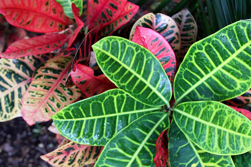 Garden Leaders asserts the districts should have noticed meetings used to select a contractor in Lakewood Ranch CDDs 1, 4 and 5.