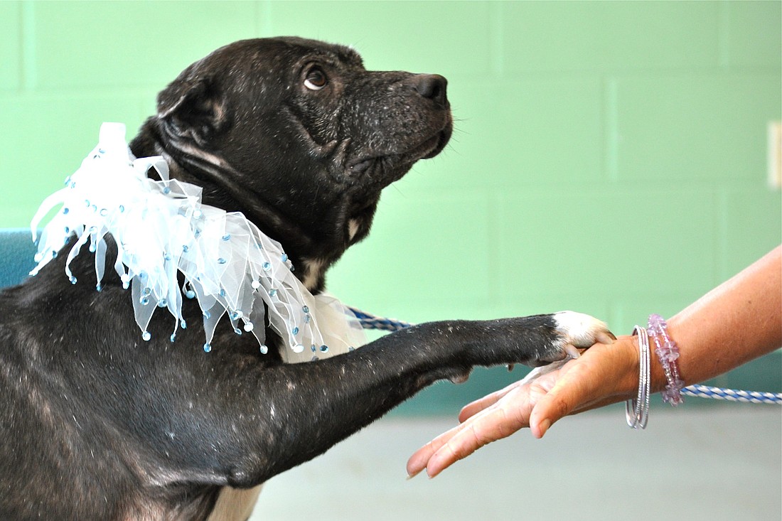 Gerdy, an 8-year-old pit bull mix, shakes hands with Flagler Humane Society Director Amy Wade-Carotenuto, Feb. 25. (Photo by Jonathan Simmons.)