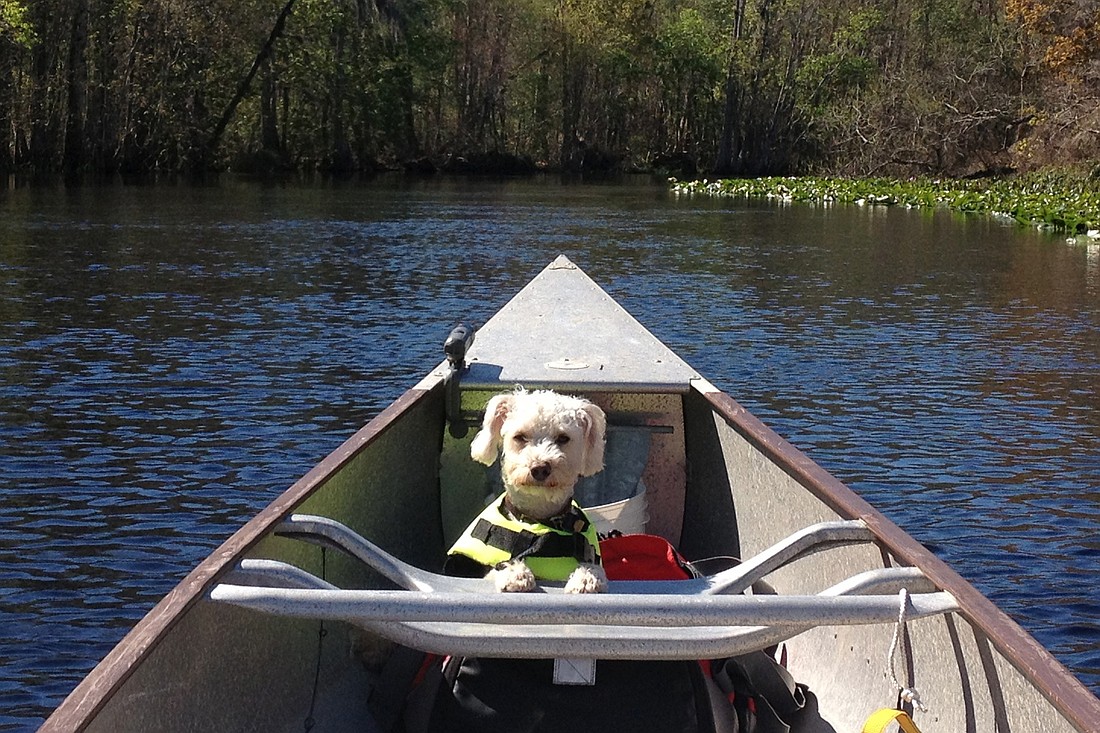 News Editor Jonathan Simmons' dog Tippy serves as the bow partner in a canoe trip on the Oklawaha River. (Photo by Jonathan Simmons.)