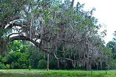 Spanish moss often grows on weakened trees and branches, but it doesn't harm the trees. (Courtesy photo.)