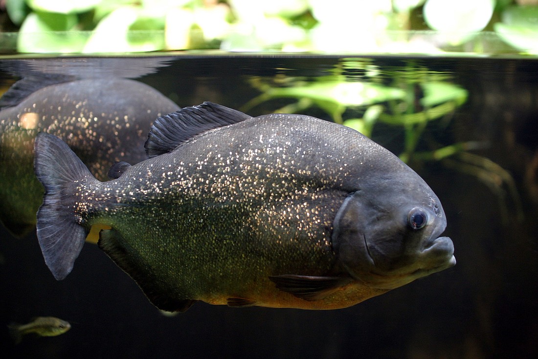 Flagler County may hold fishing derbies to catch the exotic fish. The tourism and economic development council is considering marketing the events outside the county, with an ad on a large screen near Times Square.