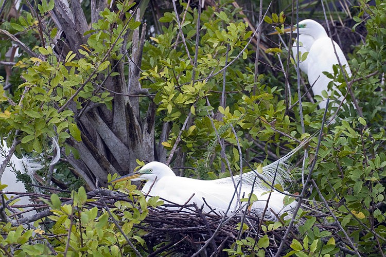 Great egrets sit on a nest at the Ocean Palm Golf Course a day before workers came in to remove invasive Brazliian pepper plants, destroying bird nests and habitat. (Photo by Scott Adie.)