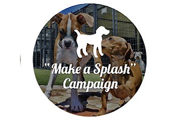 Pet Paradise is seeking nominations of nonprofits for its Life is Short, Make a Splash campaign. The charity with the most votes will receive a $10,000 donation. Image from petparadise.com.