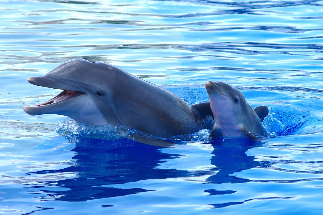 A mother bottlenose dolphin and her calf were successfully