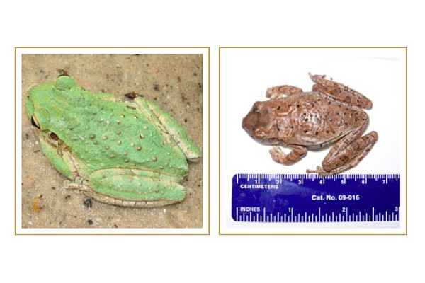 Cuban treefrogs can vary in color, as shown in this photo from the UF Wildlife-Johnson Lab website. Courtesy photo.