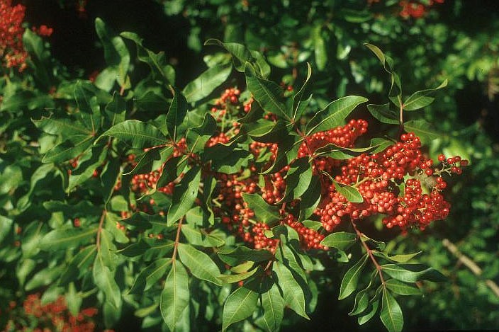 Brazilian pepper. Photo from the University of Florida Institute of Food and Agricultural Sciences webpage at http://edis.ifas.ufl.edu/aa219.