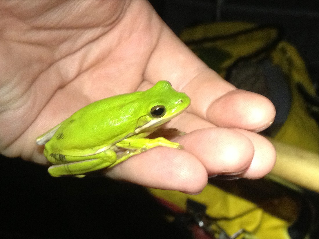 Ribbited by the lights: Frog gigging, Observer Local News