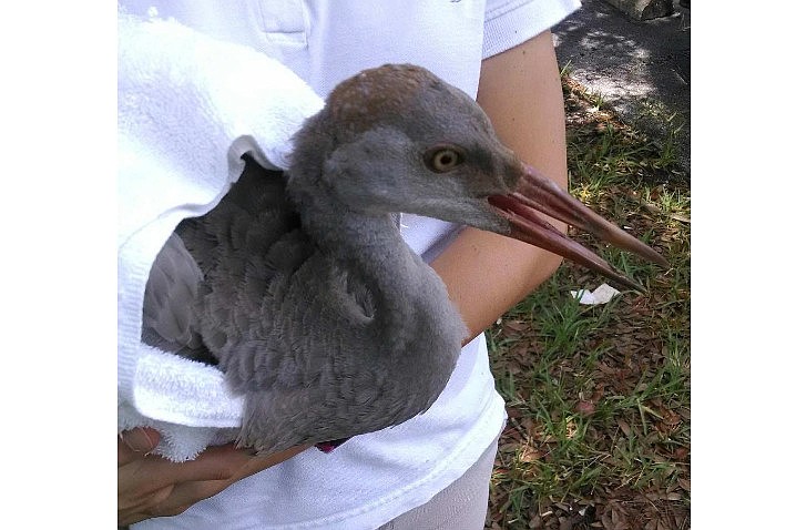 East Coast Wildlife Rehabilitation Center owner Sherriann Wentworth will nurse the injured sandhill crane back to health at the rehab center in Port Orange. Photo courtesy of the Flagler County Sheriff's Office.