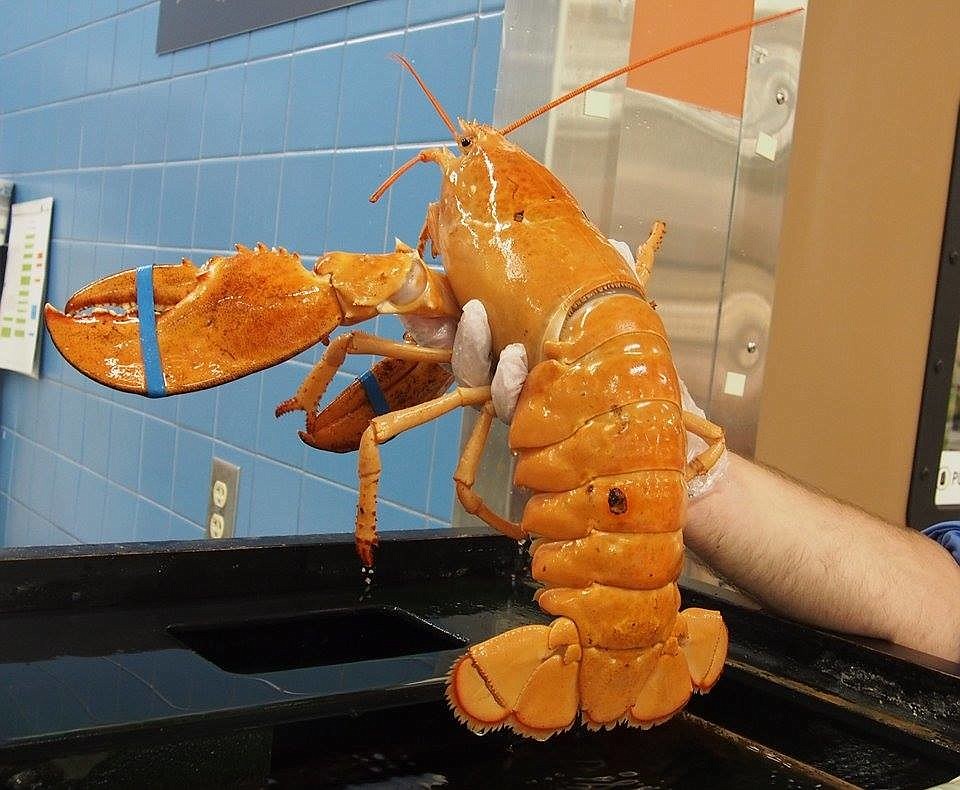 Libbie LobsterÃ¢â‚¬â„¢s color pigmentation is rare, and a group of concerned local residents are trying to save it. Courtesy photo.