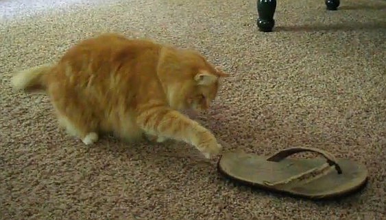 Buddy faces the flip-flop in the video contest. COURTESY PHOTOS
