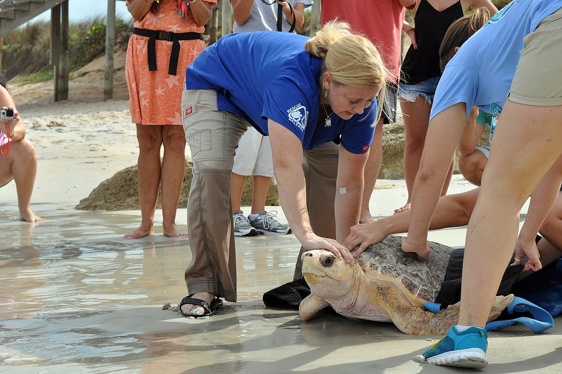 Melissa Ranly and her team from the Marine Science Center prepare to release Olaf, a 75-pound loggerhead into the ocean. PHOTOS BY SHANNA FORTIER