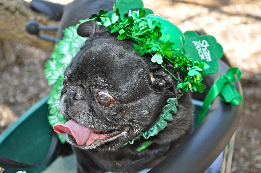 Susie Q. gets a good view from her stroller.