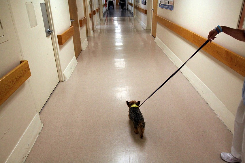 Kirby makes his way down the empty hallway as the dogs head to their next rounds of visitation at Sarasota Memorial Hospital. The dogs visit three different units in their hour and a half time frame.