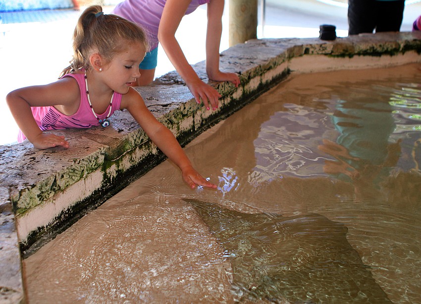 Julia Kantz, 3, puts her hand into the water to pet a stingray during the World Ocean Day Family Festival Sunday, June 5 at Mote Aquarium.