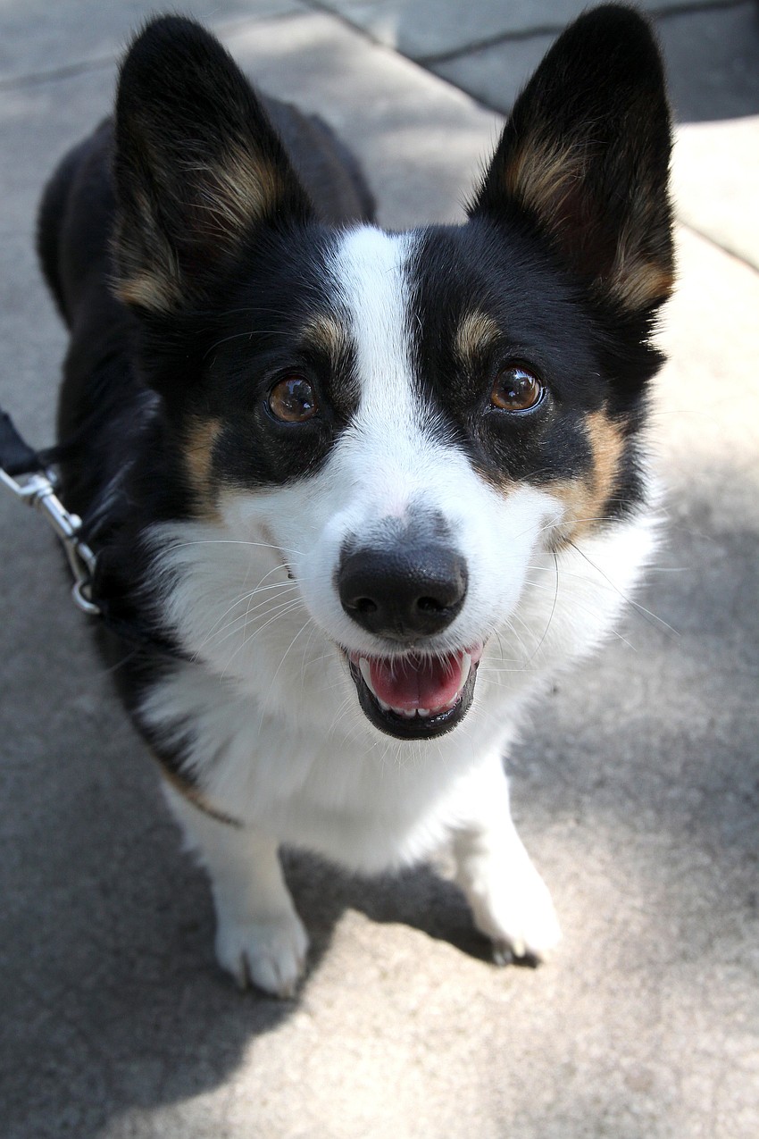 Babe, 4, of St. Petersburg enjoyed herself at the 10th Annual St. Armands Craft Festival Saturday June, 11 at St. Armands Circle.