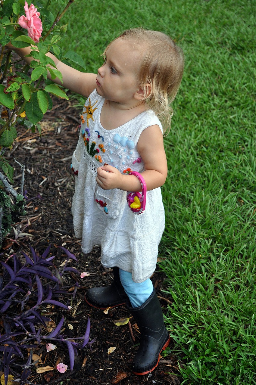 Selby Kirschner, 2, picks a rose from a bush Thursday, July 28 during the Alta Vista neighborhood picnic at Payne Park.