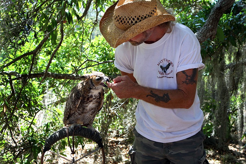 Justin Matthews shows how friendly his Great Horn Owl, Cosmo, is towards him and answers people's questions about wildlife during the Earth Day Celebration on Sunday, April 17 out at Oscar Scherer State Park in Osprey.