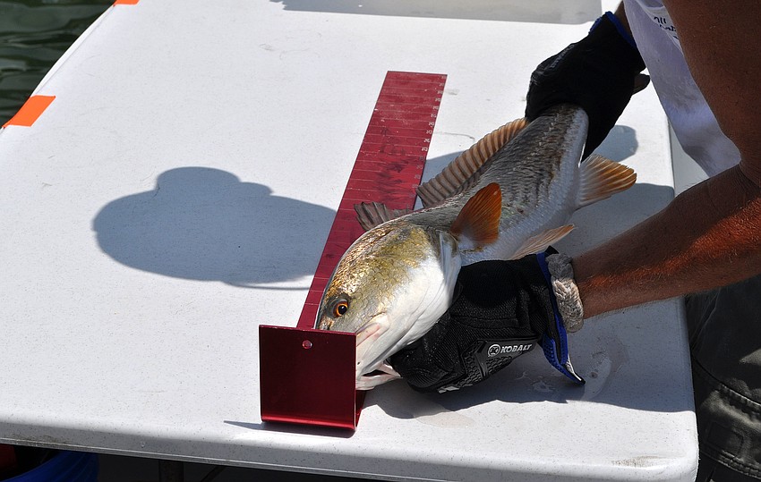 Dale Brewer measures the size of one of the fish brought in Saturday, August 6 during the Sarasota Slam weigh-in at Marina Jackâ€™s.