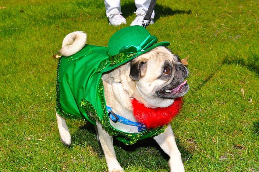 Tug plays in the grass.