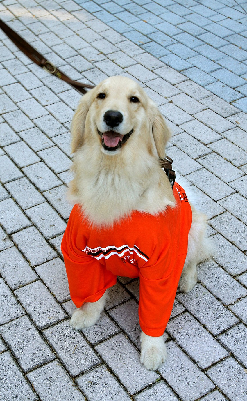 Samantha, a two-year-old Golden Retreiver, wears one of the MS shirts for Walk MS Sarasota on Saturday, March 19, at J.D. Hamel Park.