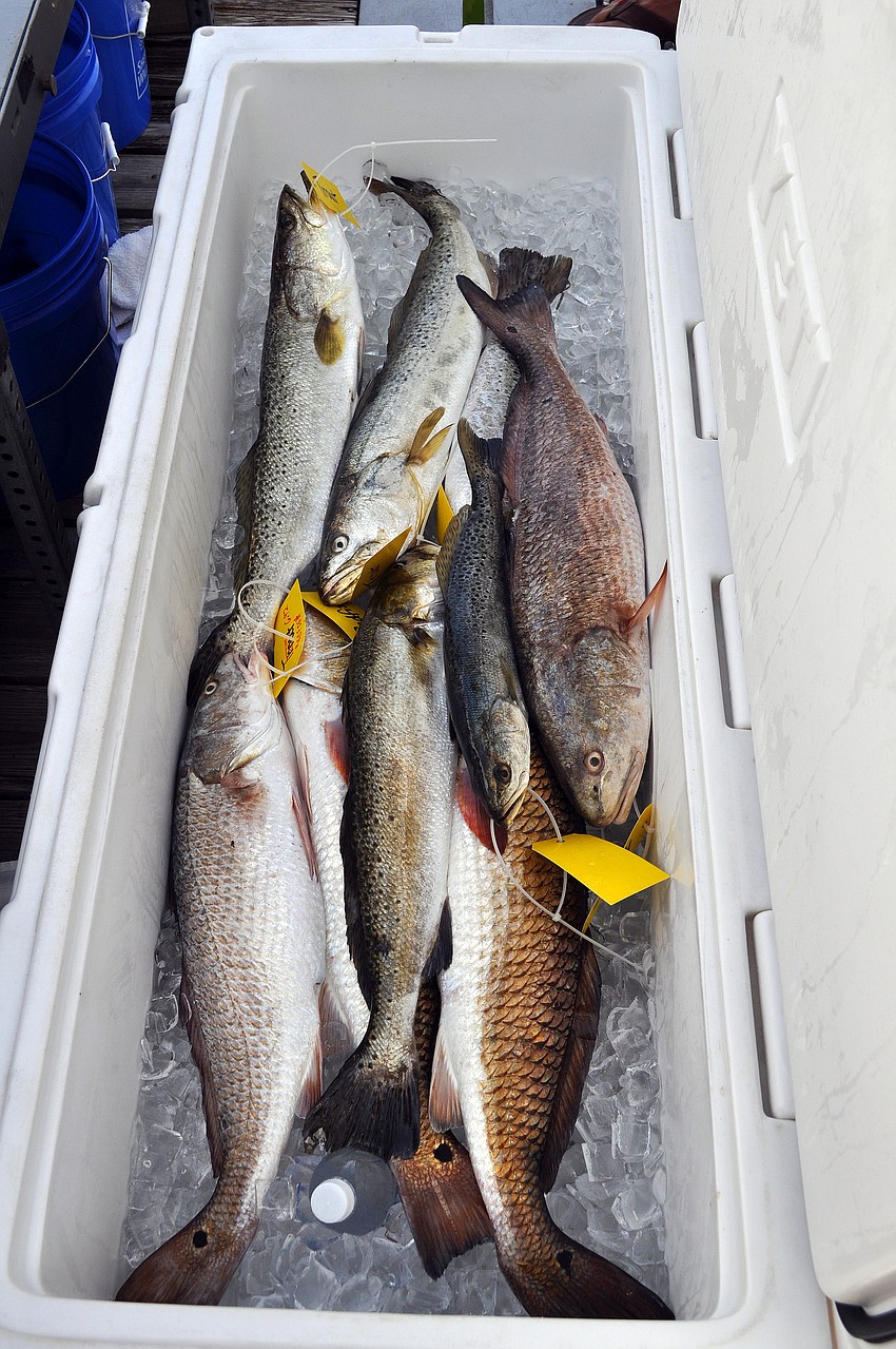 While many people donated their fish, the winning fish had to be kept on ice in order to make sure the correct teams would get recognized later in the evening.