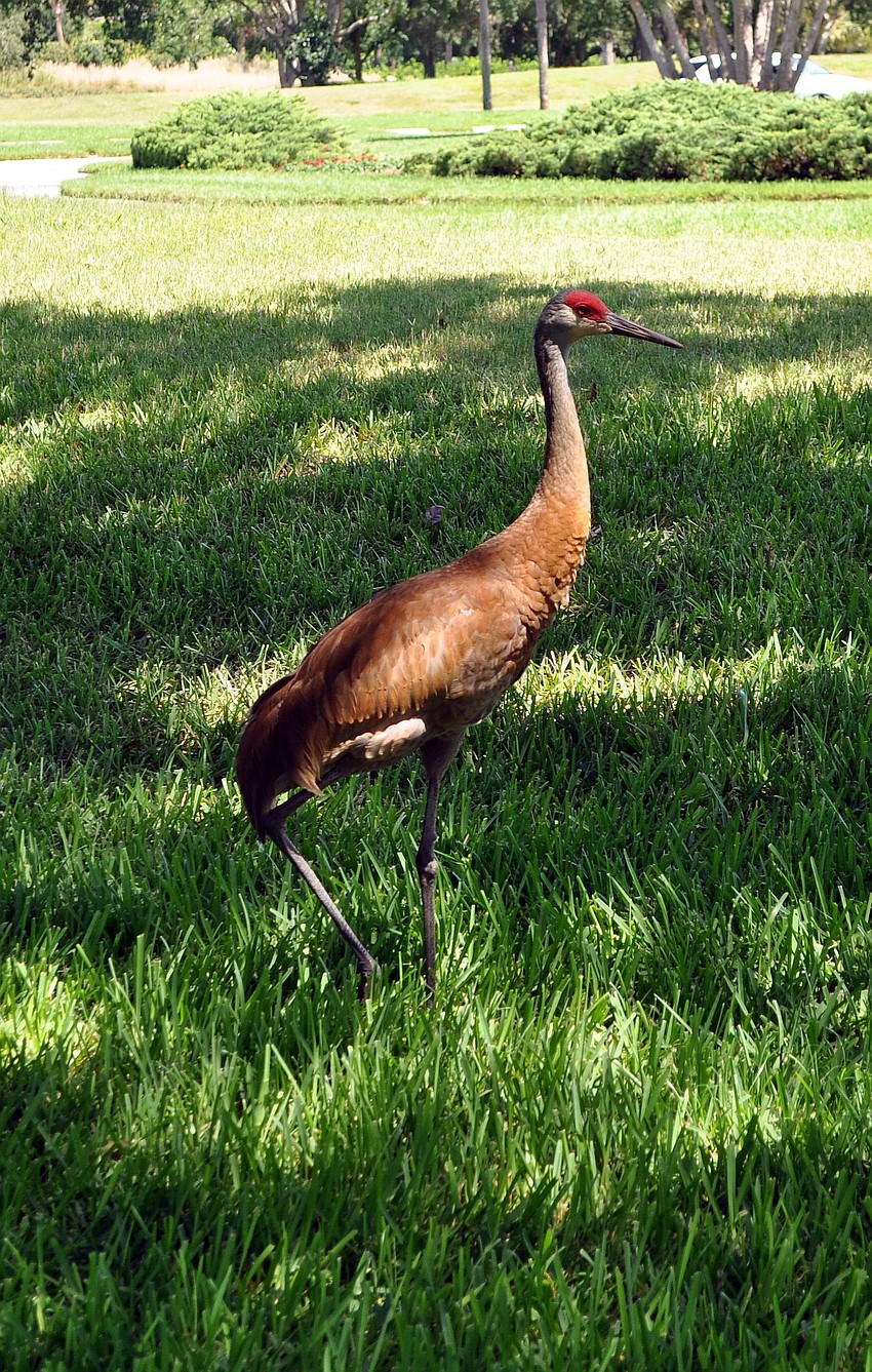 A sandhill crane walks across a grassy area out at The Oaks Country Club in Osprey.