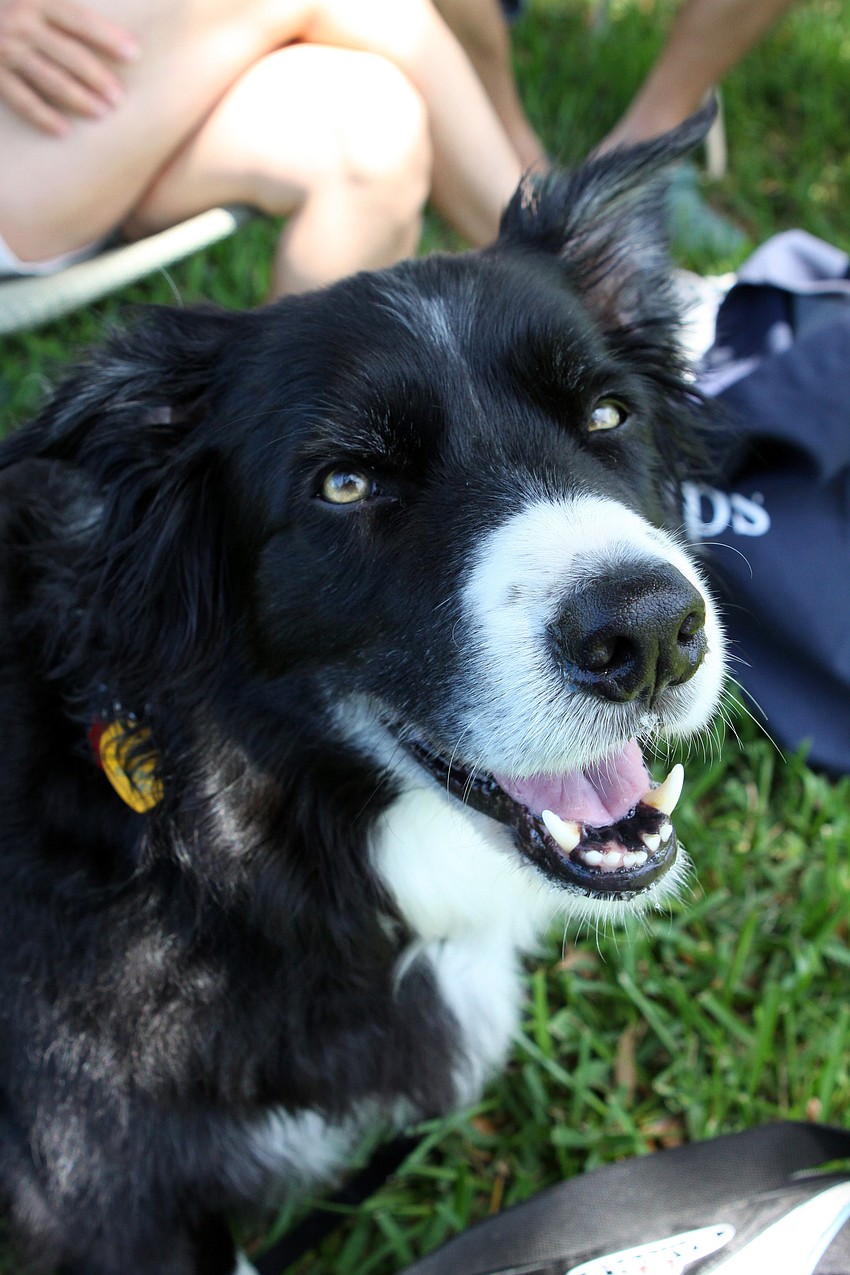 Buck enjoys being outside and had fun being in the Dog Parade on Sunday, April 17 during South Bay's Family Fun Day.