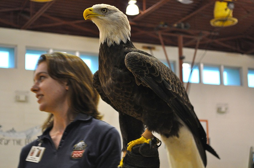 Cyrus is a 17-year-old American Bald Eagle whose beak is two inches shorter than the average beak size due to genetic beak deformity.