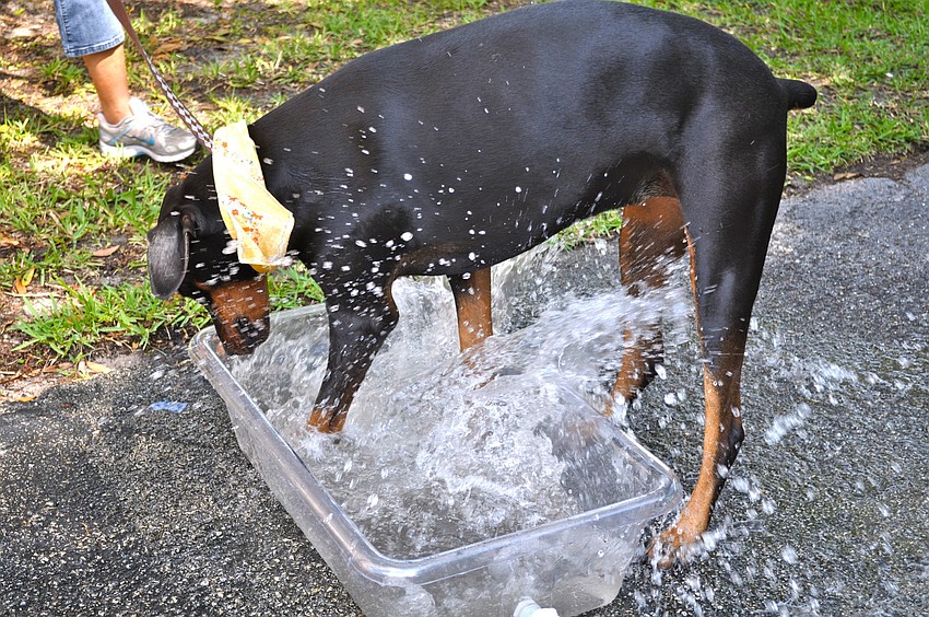 Ellie gets some exercise while playing in the water trough.