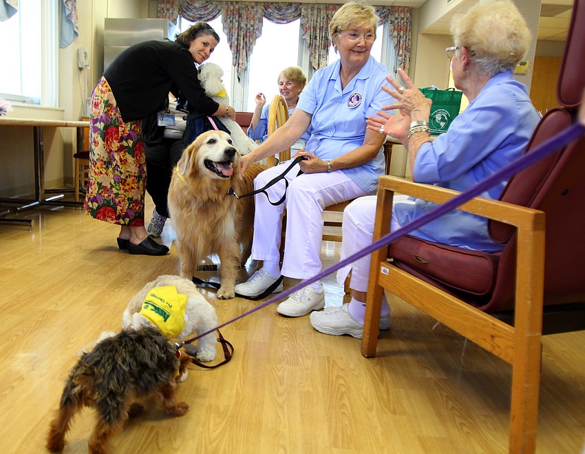 The dogs and their owners enjoy some time catching up prior to the start of their shift at Sarasota Memorial Hospital.
