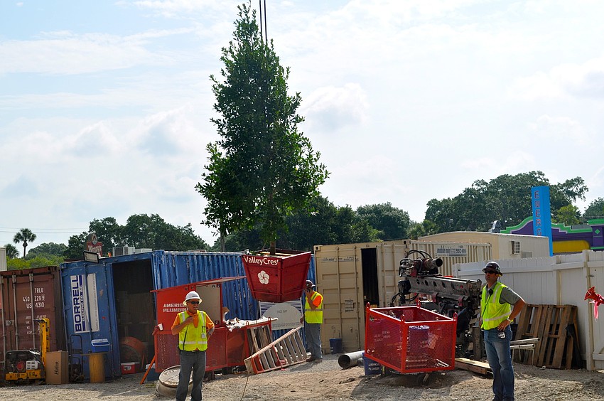 Workers hoisted an evergreen tree to the roof, a tradition that started in Scandinavia, which was a symbol of respect for nature's contribution of the building process.