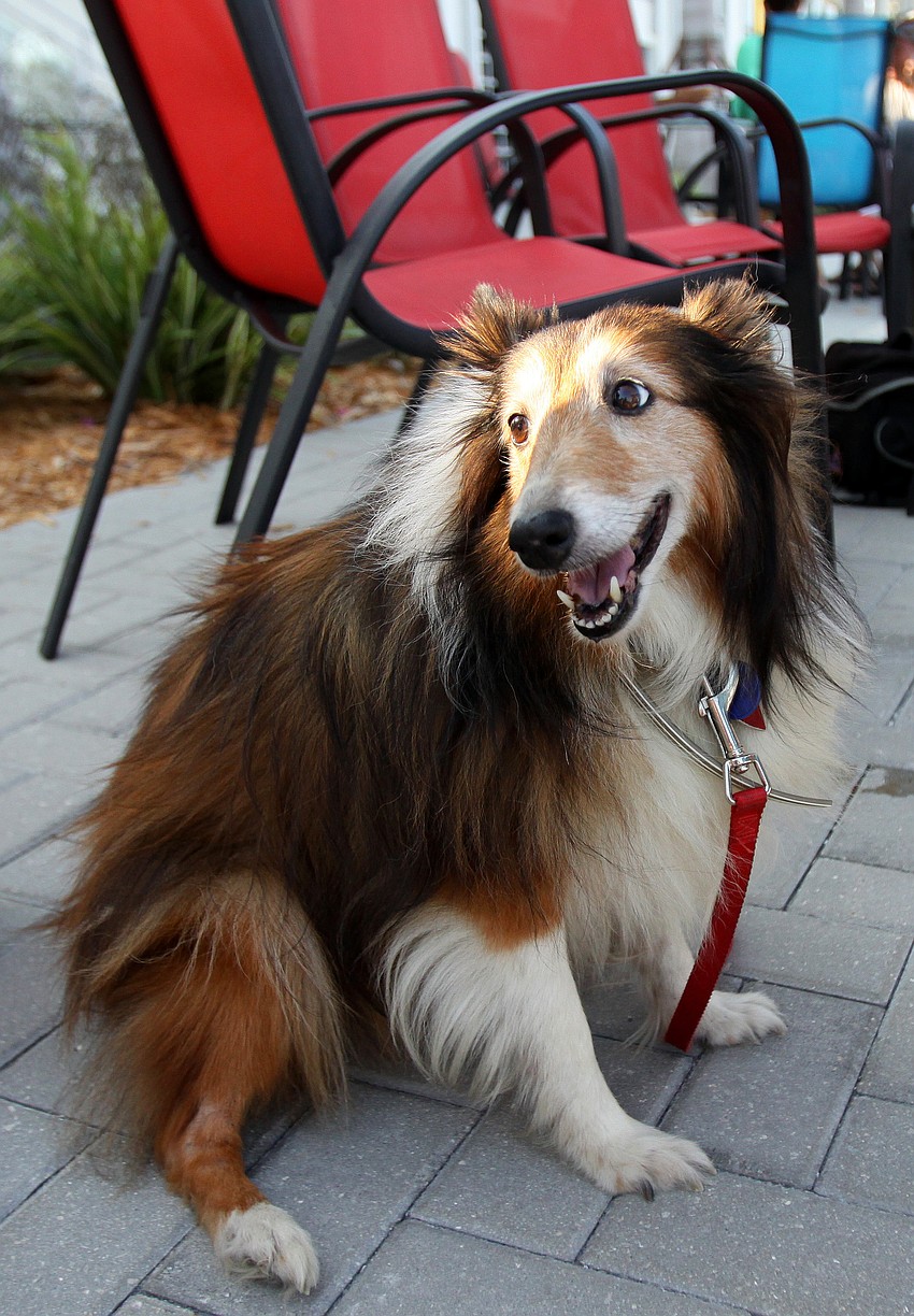 Sweet Sunny Midget, 15, enjoys being out on the patio during the Sarasota Yacht Club's 1st ever Concert on the Lawn event Saturday, June 11 at the Sarasota Yacht Club.