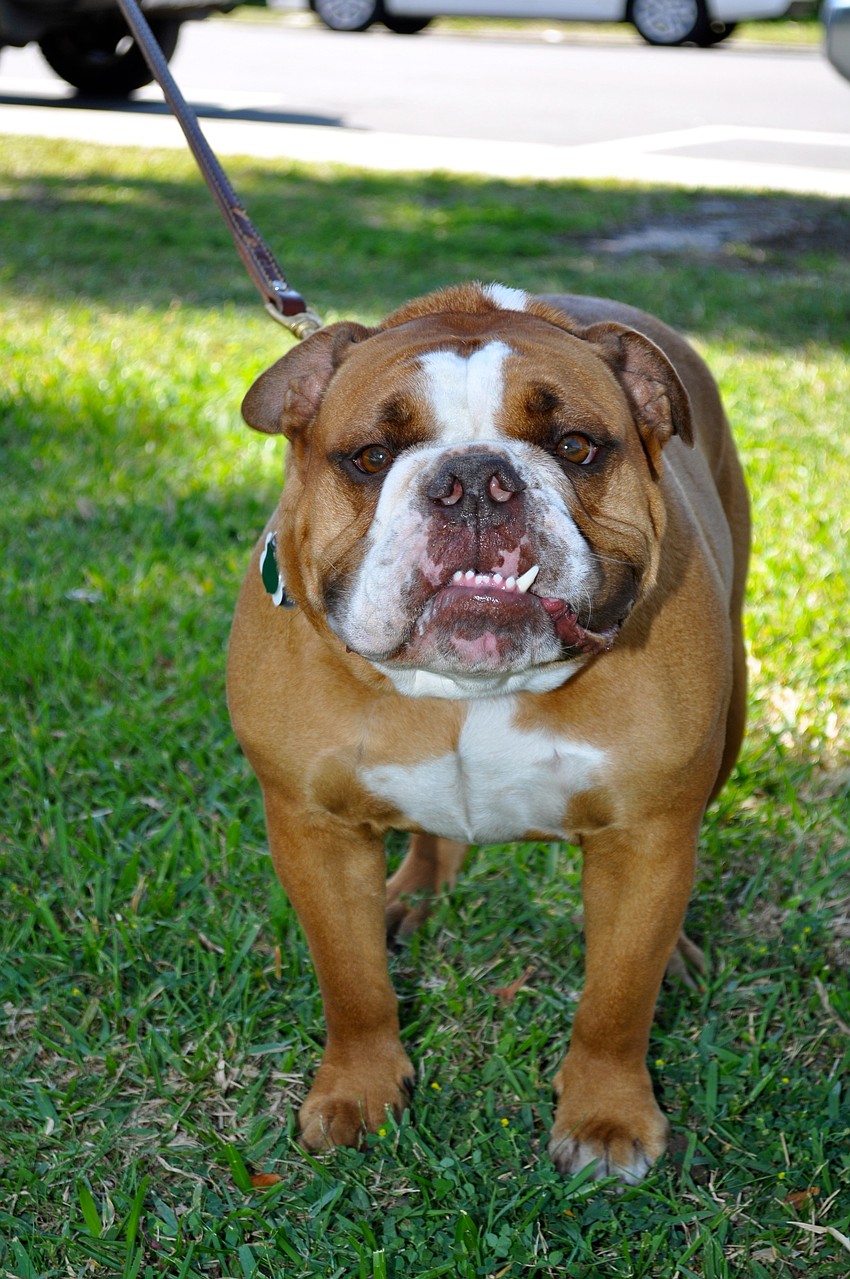 Otis watches the parade from the grass.
