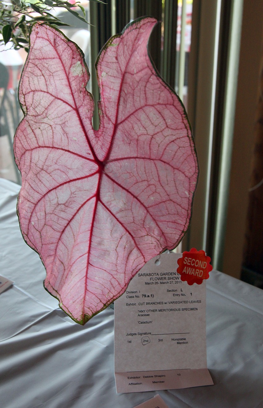 Debbie Shapiro won second for her caladium in the 