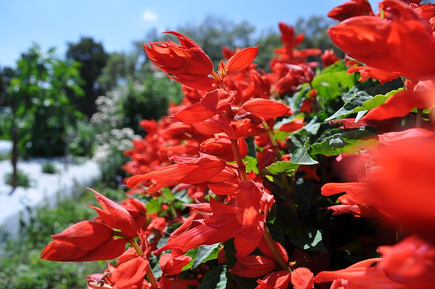 A bed featuring Salvias and other plants lends some extra color to the farm site. Visitors can even pick stems for a nominal charge.