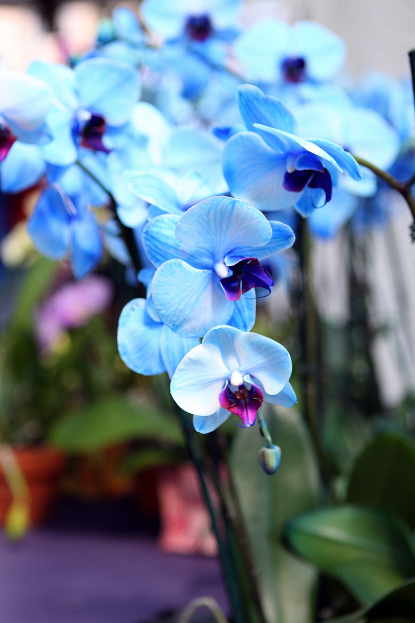 Majestic Foliage had their blue orchids on display at the Craft Festival Sunday, May 22 along Main Street and in Five Points Park.