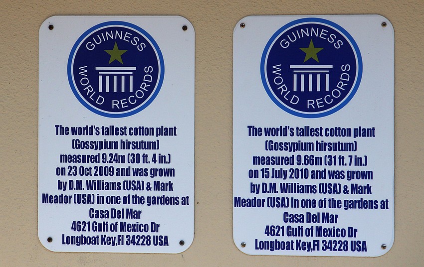 Plaques hang near the cotton plant to show how tall the cotton plant has grown and to let people know that the plant is in the Guinness Book of World Records.
