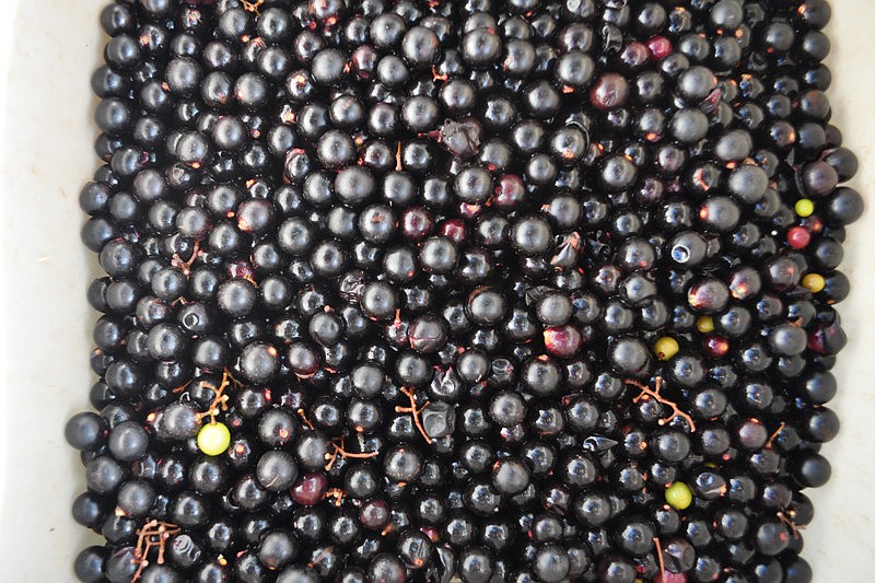 Rosa Fiorelli Winery supplied some of the grapes for the stomp.