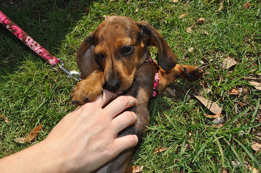 Maggie got lots of love from everyone at the derby for being so darn cute!