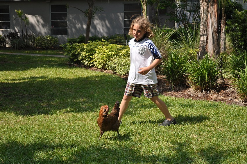 Matthew Rosen chases around his pet chicken, Golden Lace.