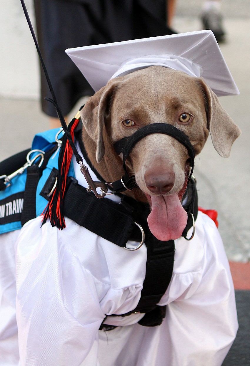 Roxie, Emily Guttridge's medical alert dog, wore a matching cap and gown Friday, June 3 at Sarasota High School's graduation at Cleland Stadium.