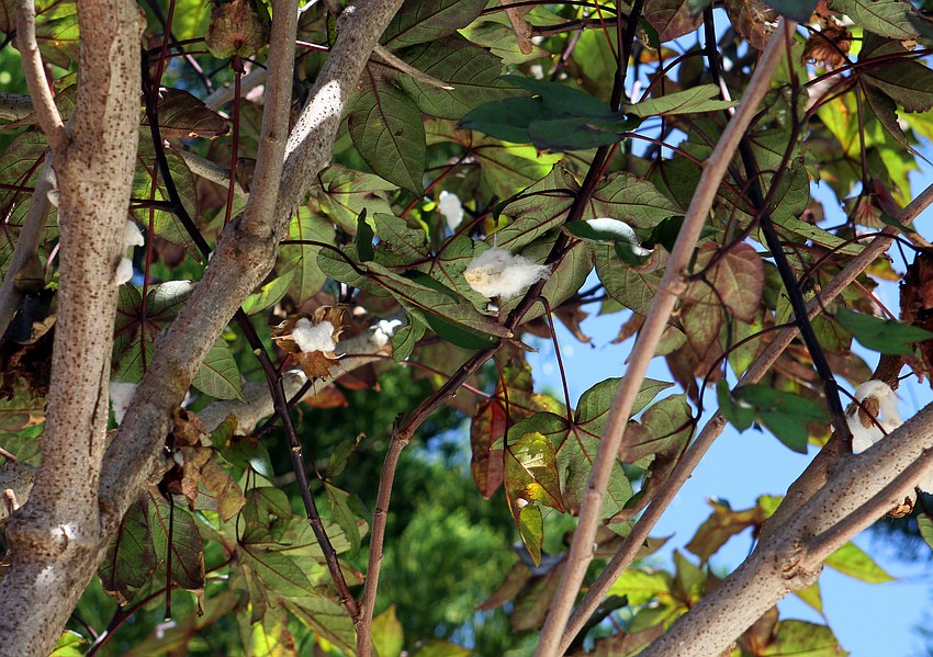 Pieces of cotton were visible on the cotton plant that was measured for the Guinness Book of World Records Friday, July 15 at Casa del Mar.