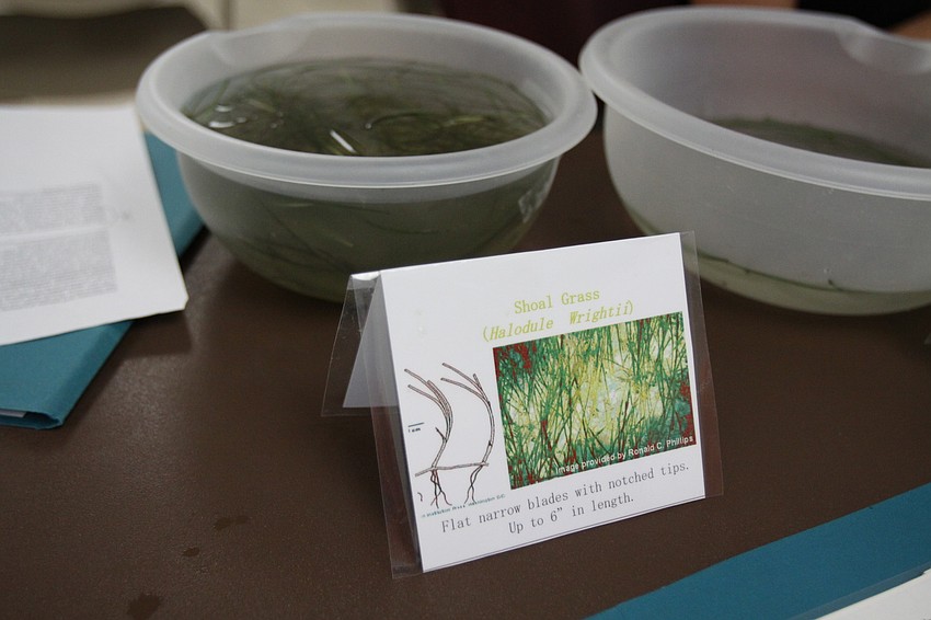 Examples of different types of seagrass were on display for the volunteers to look at and touch.
