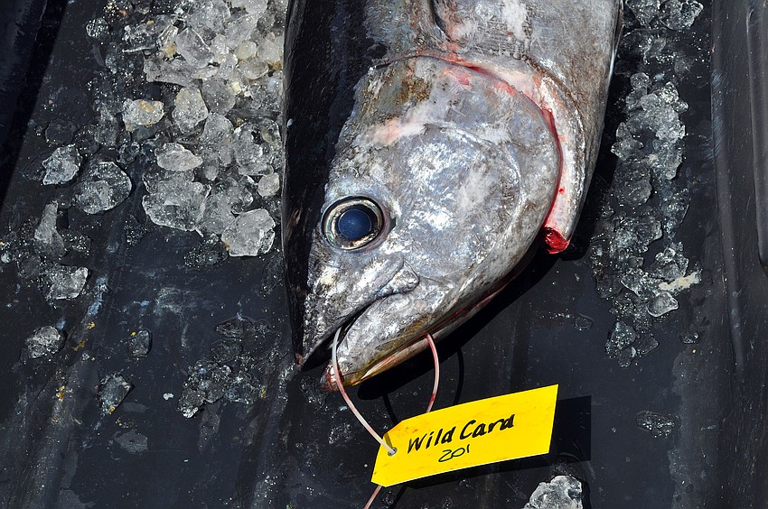 A large black fin tuna was caught and brought in by team Feeding Frenzy 3.