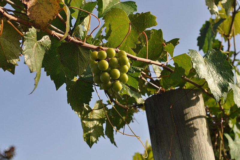 The Lake Club's vineyard includes two types of muscadine grapes.