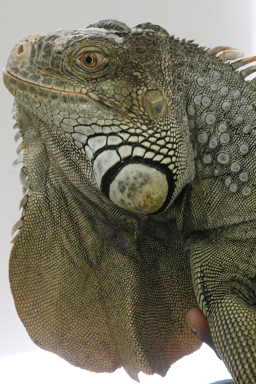 This green iguana mesmerized the students.